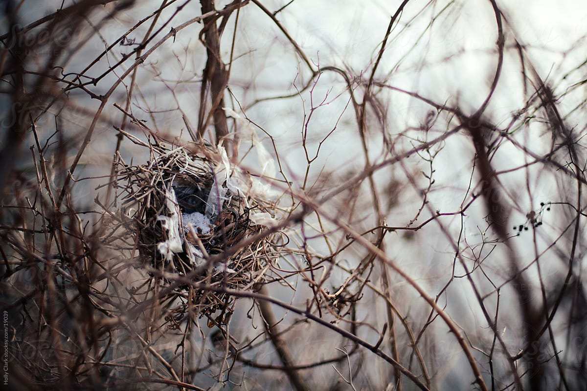 Empty bird\'s nest with man-made materials in branches