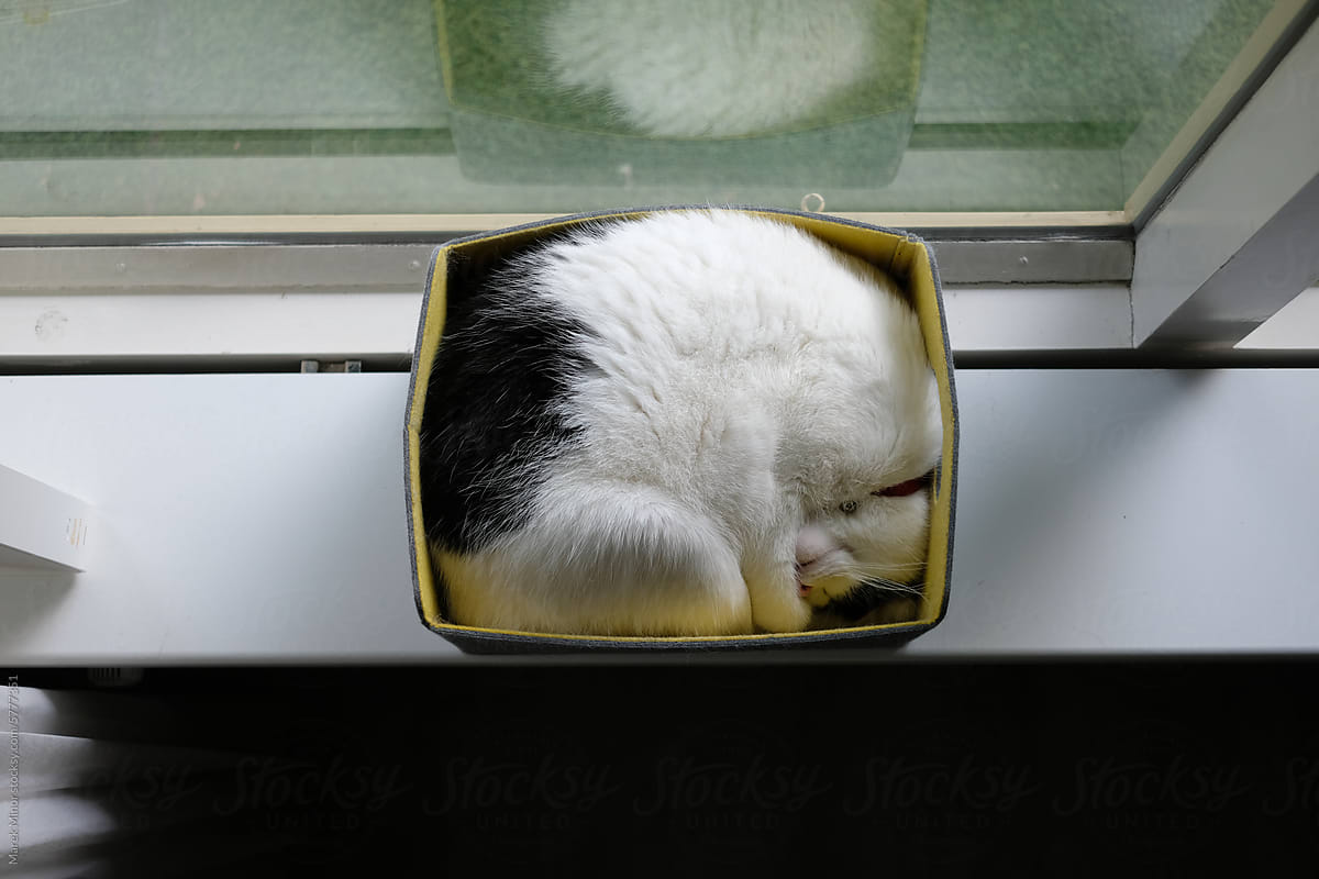 Cozy cat nap: feline comfort in a snug yellow box