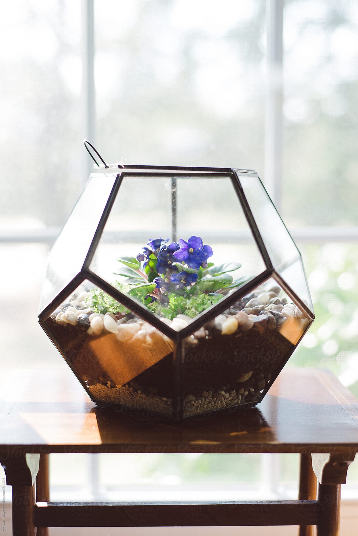 An African Violet sits inside a geometric glass container in front of a window.
