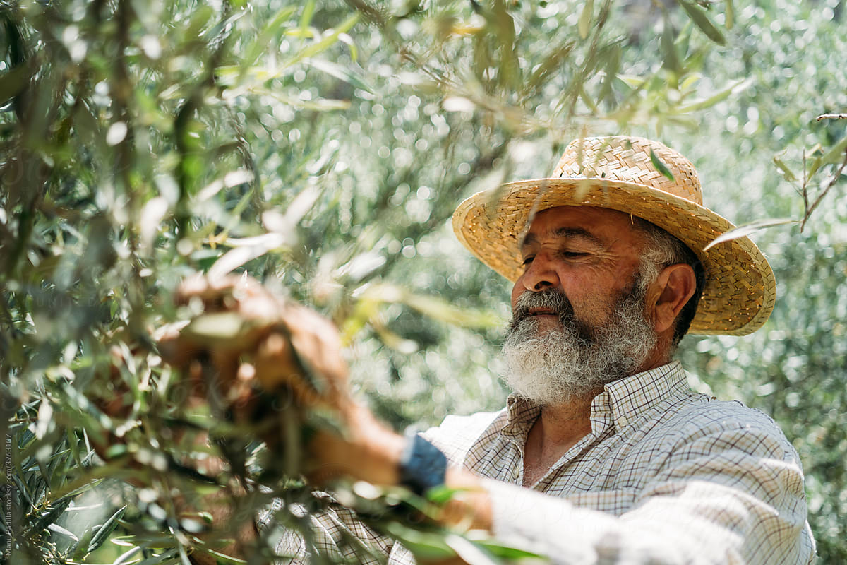 A Senior Man Cares for an Olive Tree