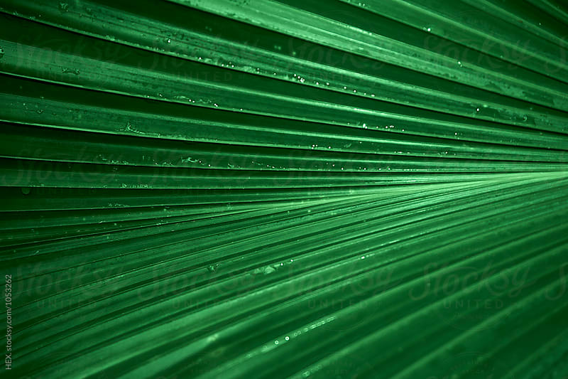 Abstract Green Tropical Leaf Background. Close up