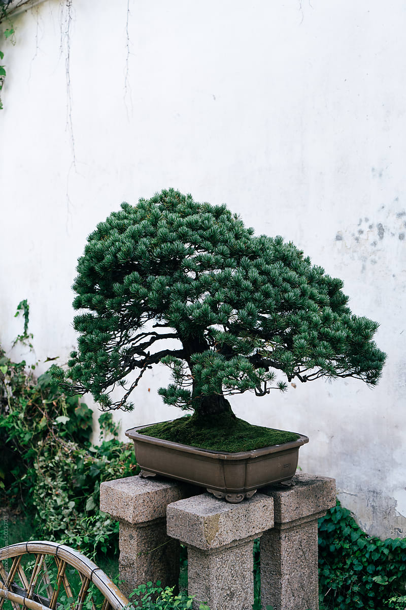 Bonsai tree in Chinese garden