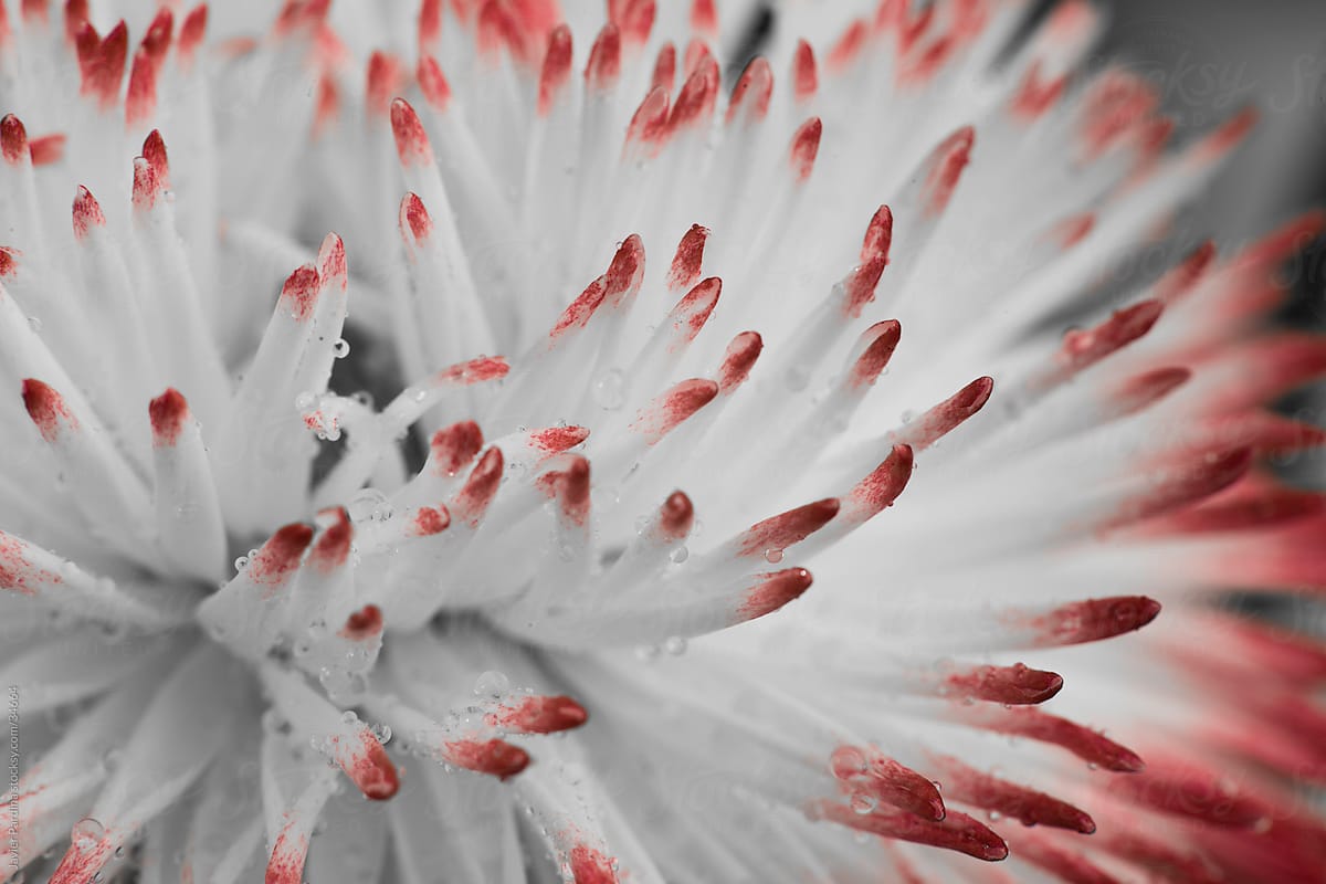 White flower with red tips