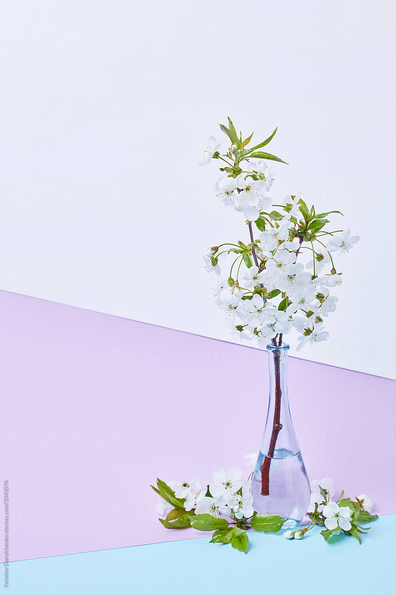 Blooming cherry branch in a glass bottle with water