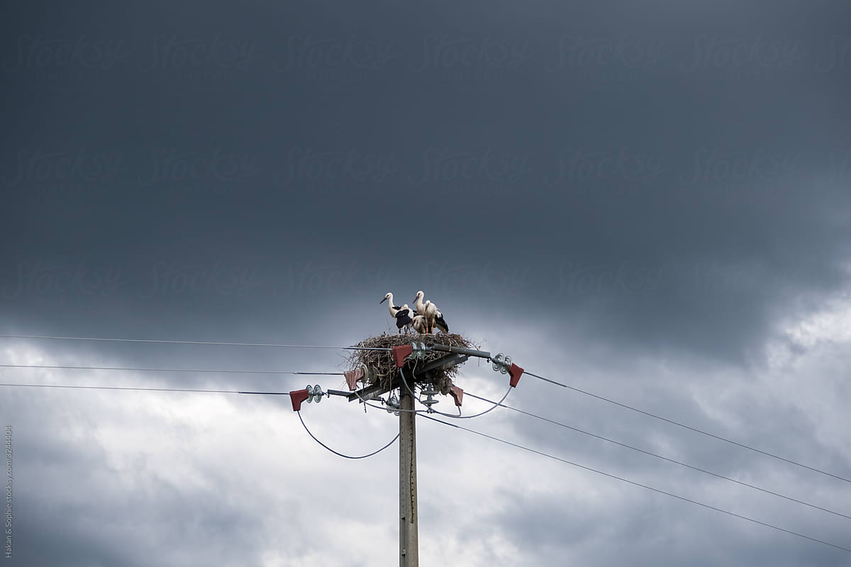 a nest of storks on a power line pole in stormy weather