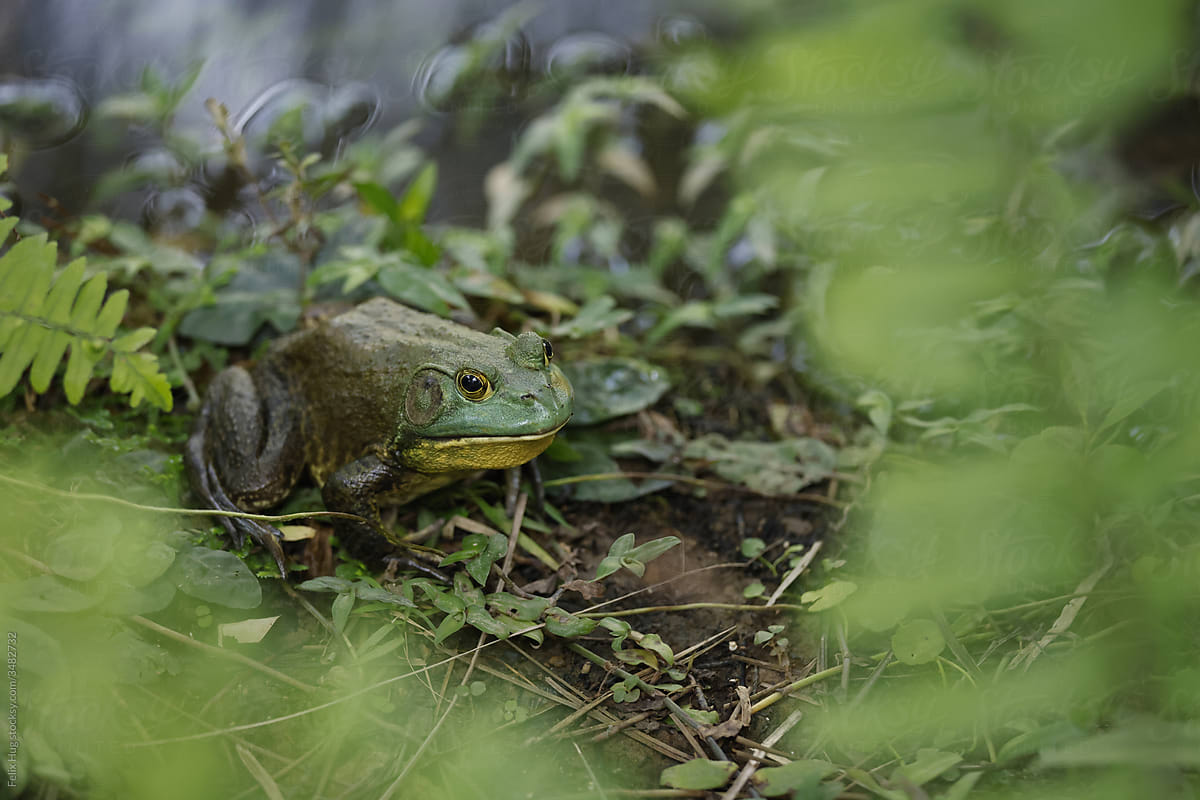 American Bullfrog - Lithobates catesbeianus near a pond in Singapore, sitting in between plants