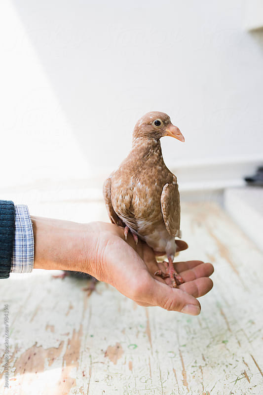 Male hand holding baby pigeon