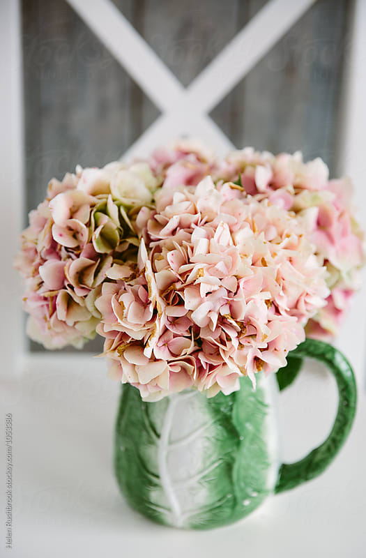 Pink Hydrangea blooms in a vintage cabbageware jug.