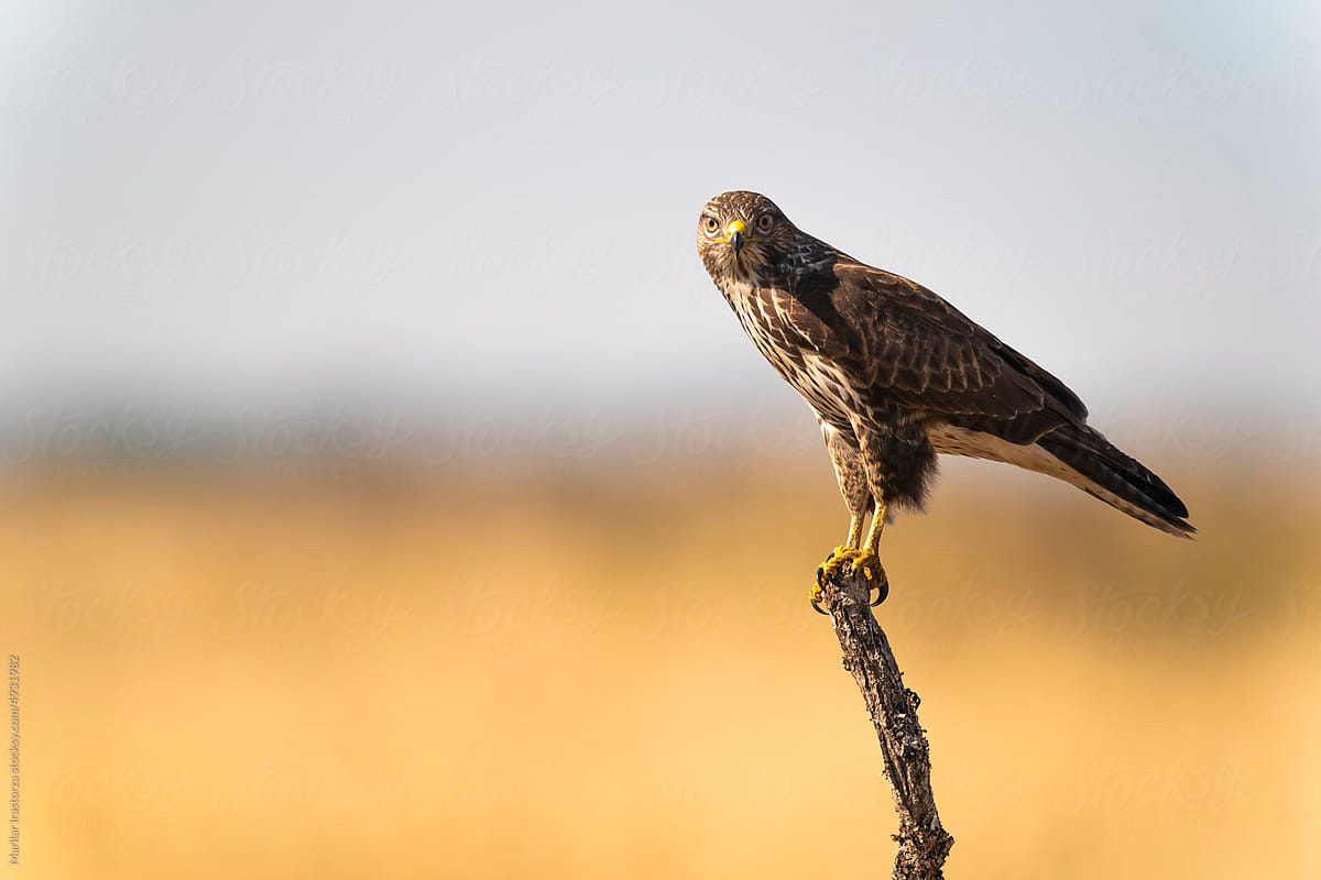 Buzzard Perched On A Branch