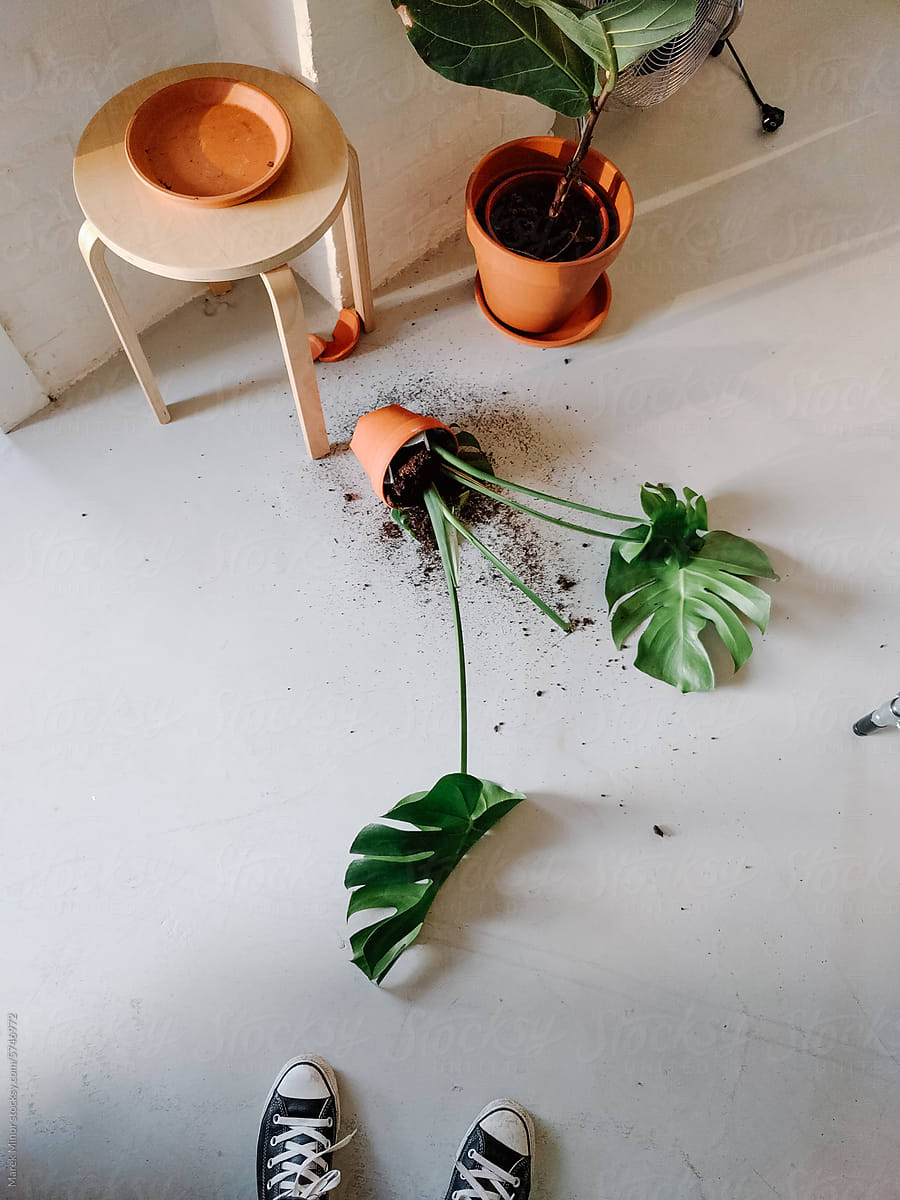 Looking at pot with monstera plant, fallen and spilled on a floor