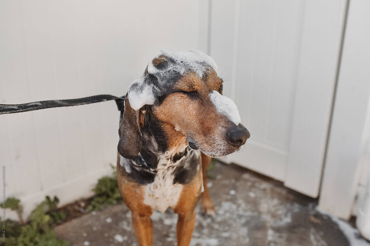 Dirty dog getting a bath