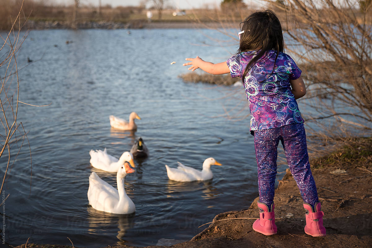 Girl in purple feeding ducks in a pond