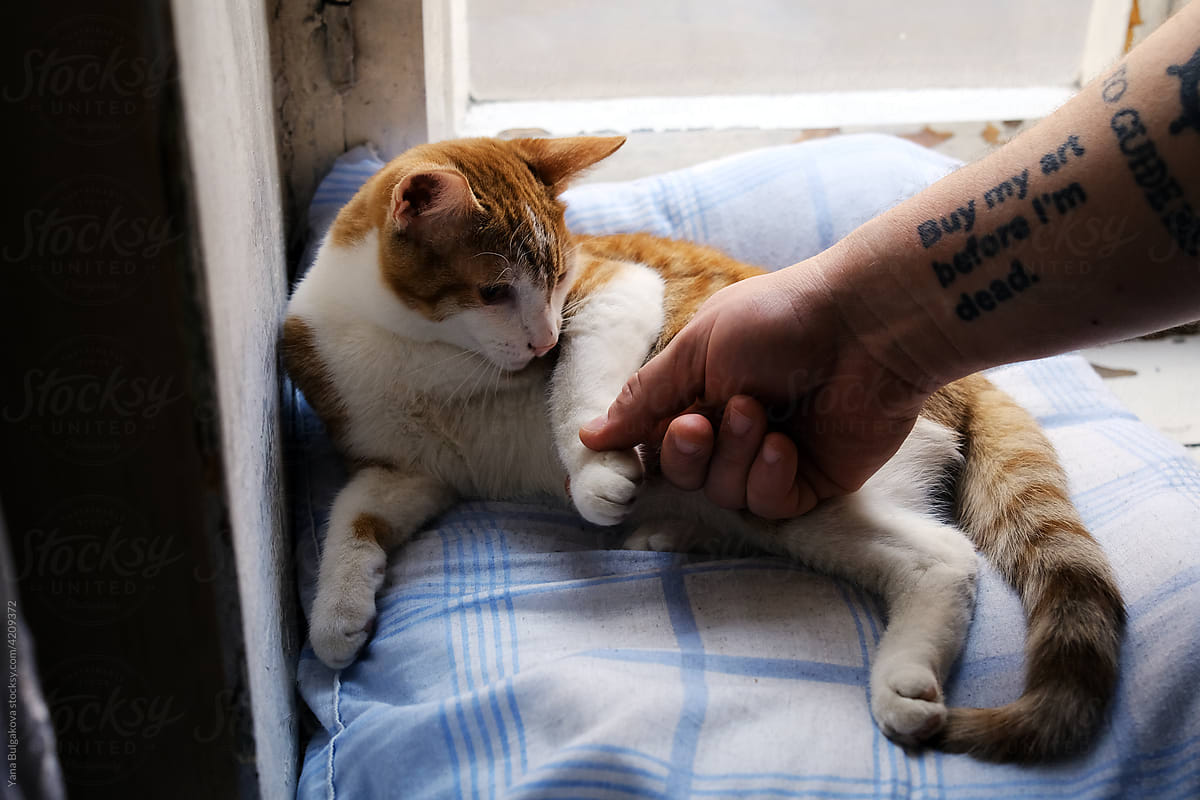 Male hand holding cat