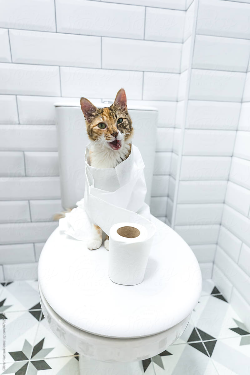 Cat on a Toilet Seat Warped With Toilet Paper With Open Mouth.