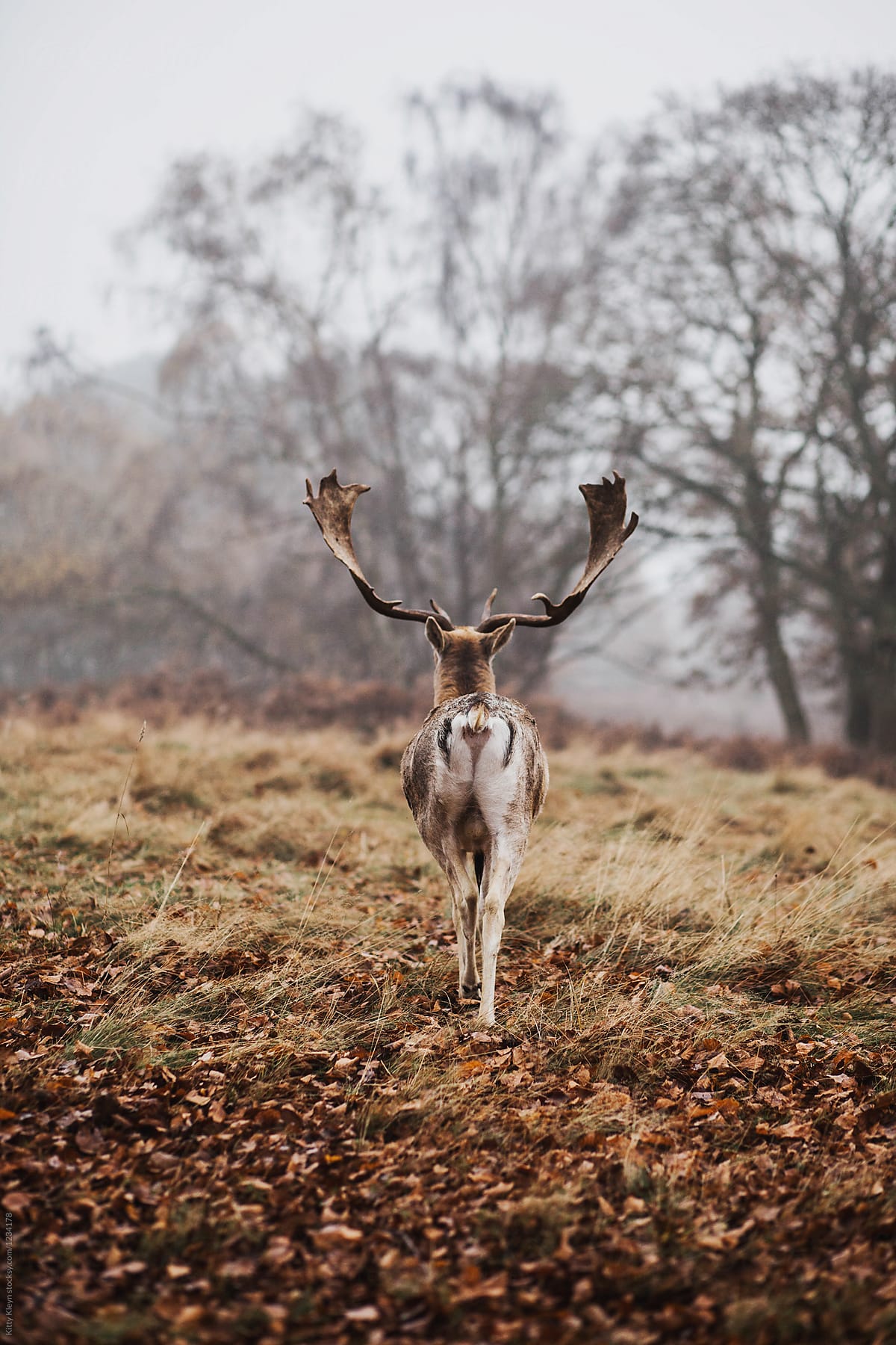 A stag\'s behind