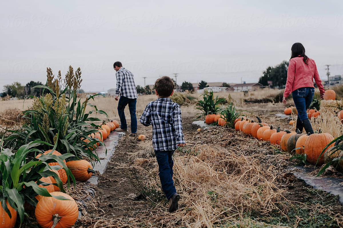 family search pumpkin patch for perfect pumpkin