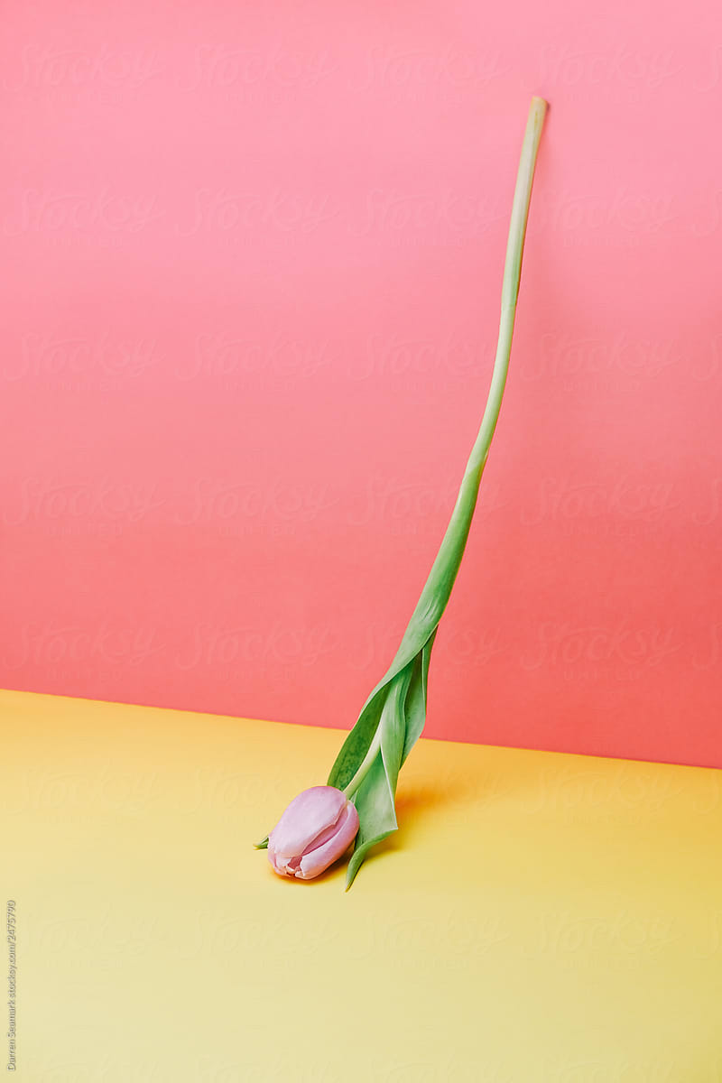 Upside down flower on a pink and yellow background