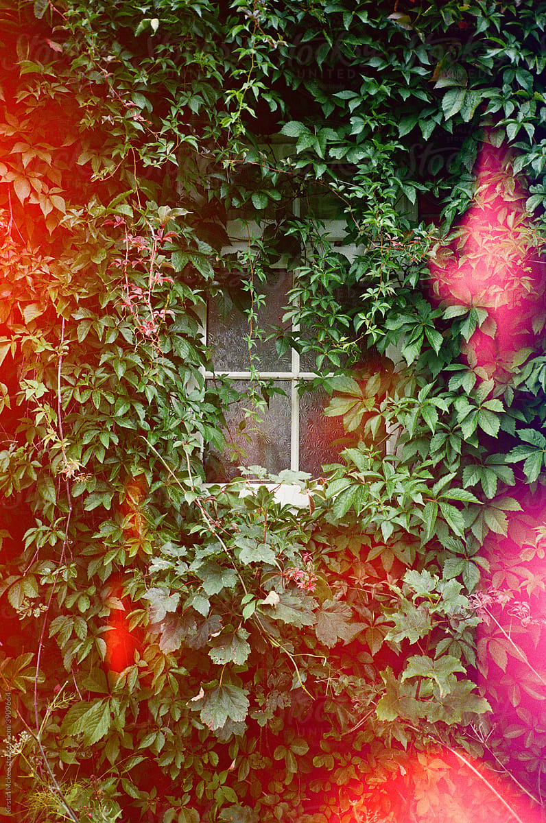 Hidden window surrounded by leaves