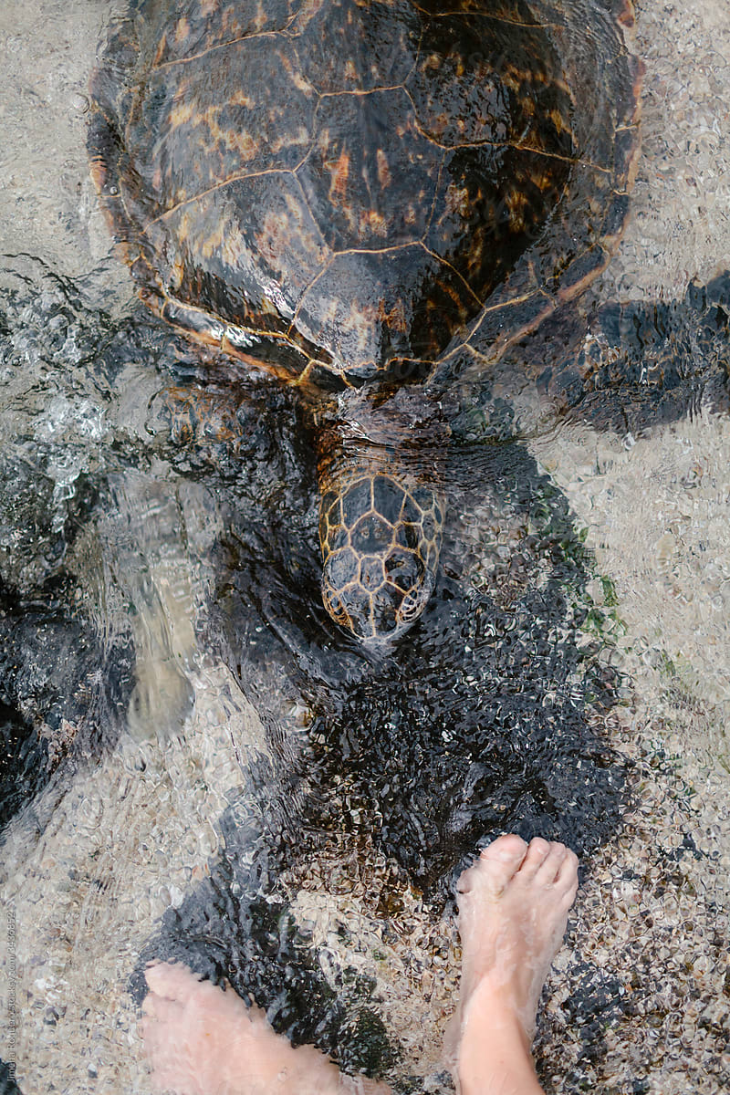 Giant tortoise next to human feet