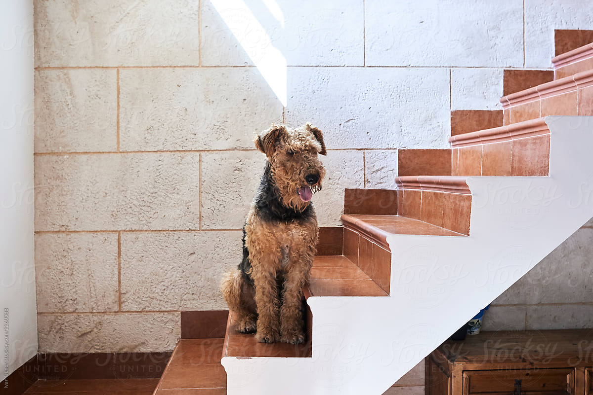 Airedale Terrier standing on staircase