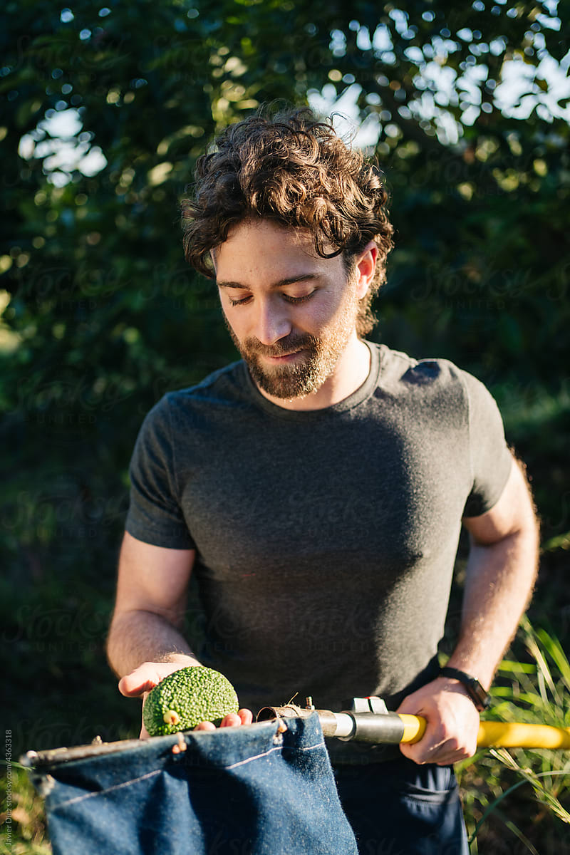 Farmer collecting avocados with fruit harvester