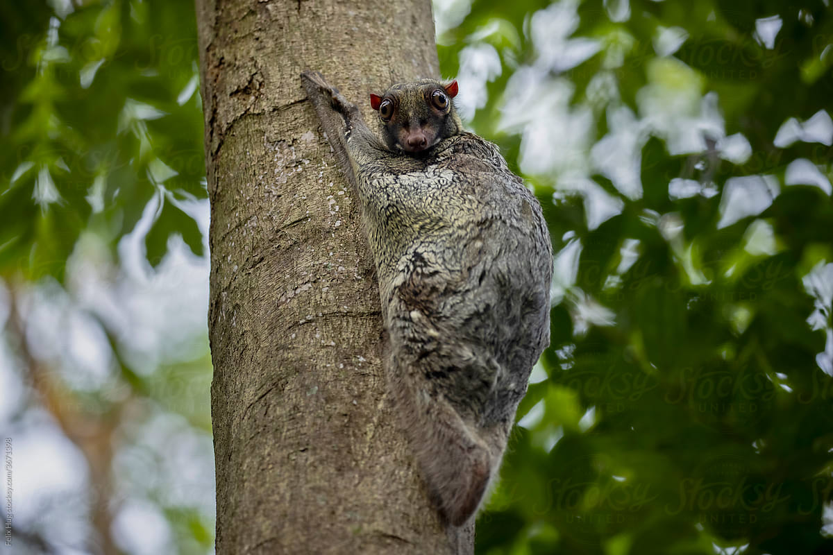 Sunda flying lemur on a tree trunk in the rainforest
