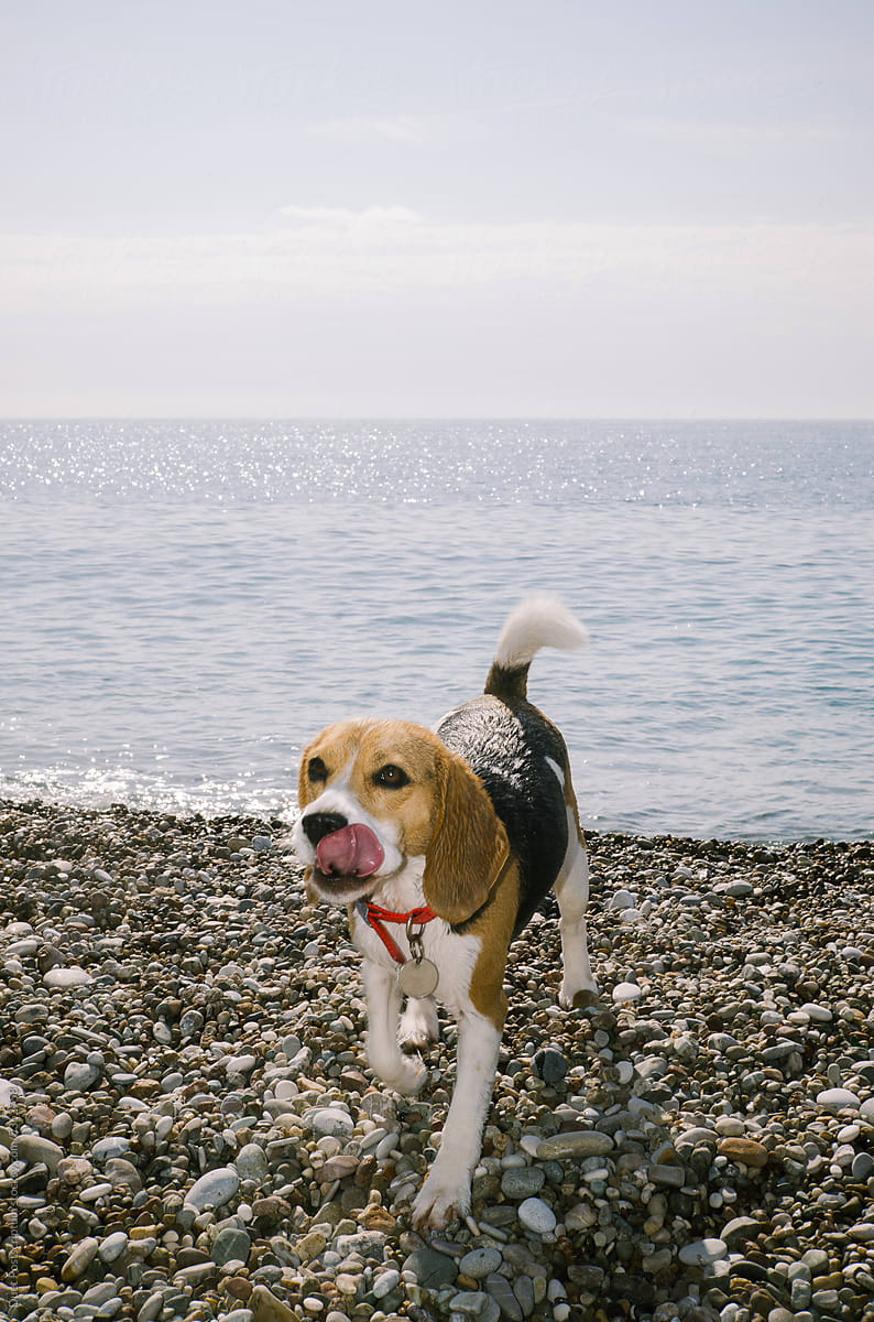 Dogs portrait on the beach