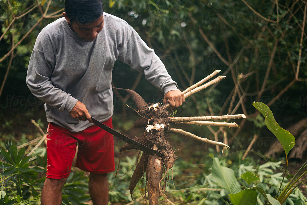 Peruvian man collecting yucca