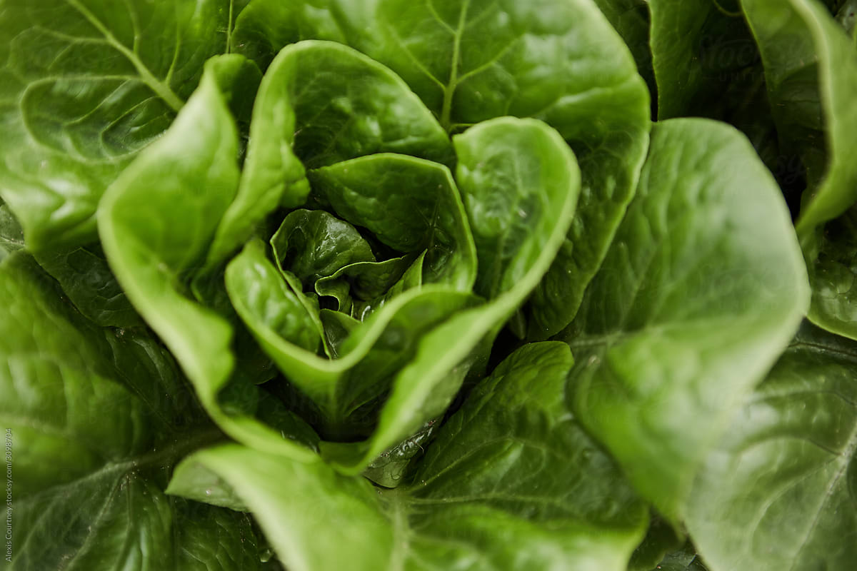 Macro view of a lettuce heart