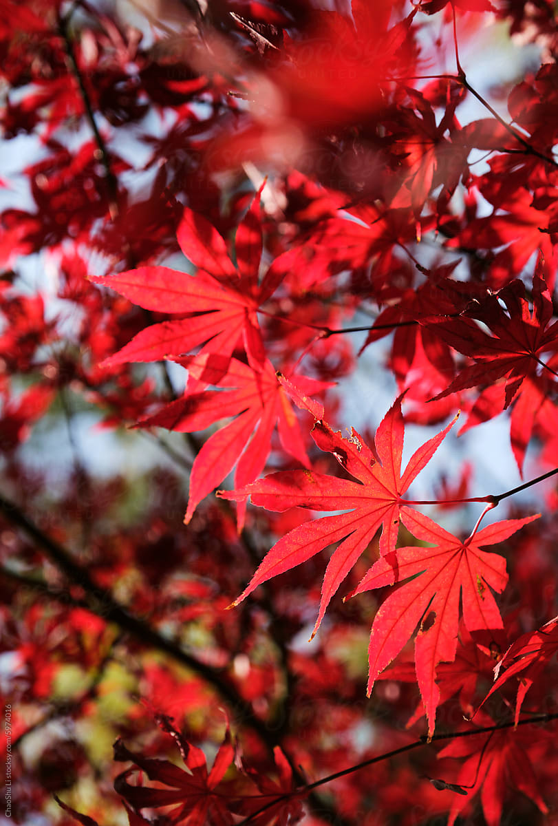 Closeup of red maple leaves in the courtyard of ancient city building