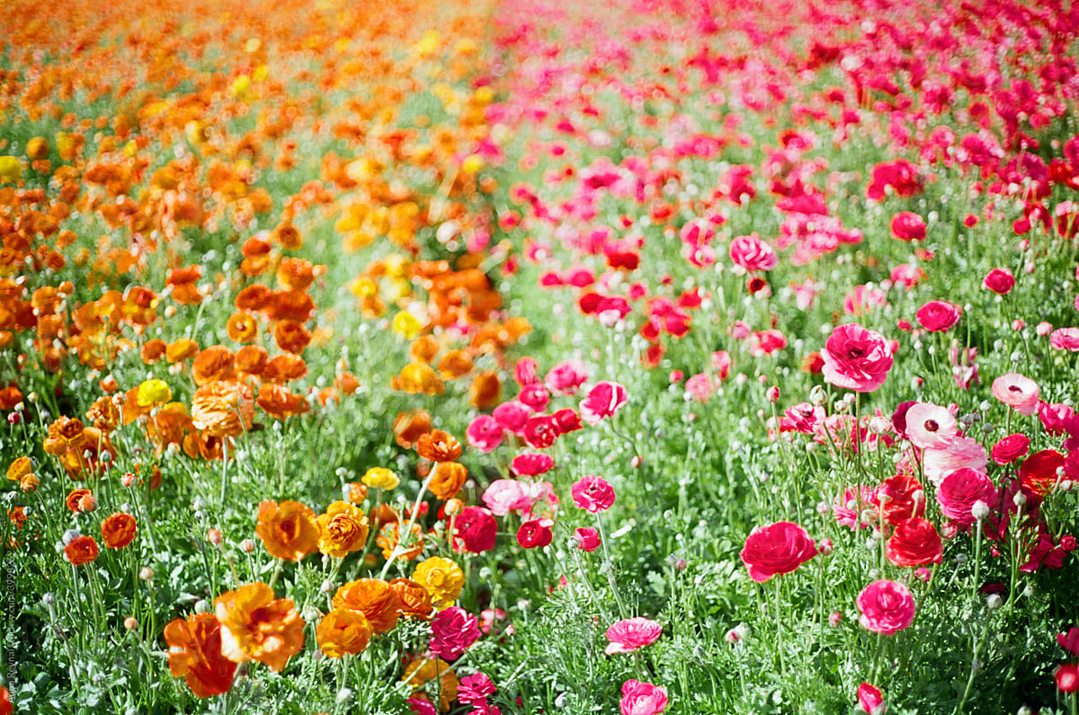 Field of pink and orange flowers