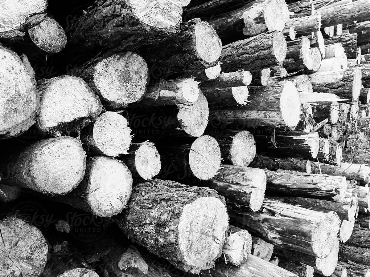 Pile of cut wood nature background tree black and white