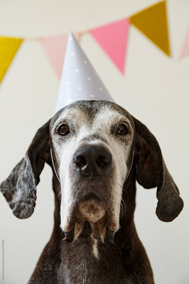 Obedient dog during birthday party