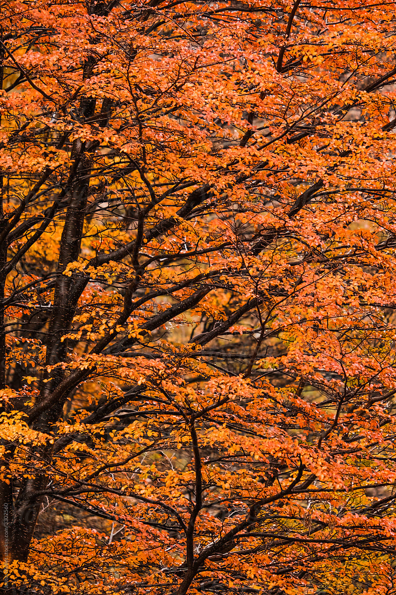 Orange Leaves In Autumn