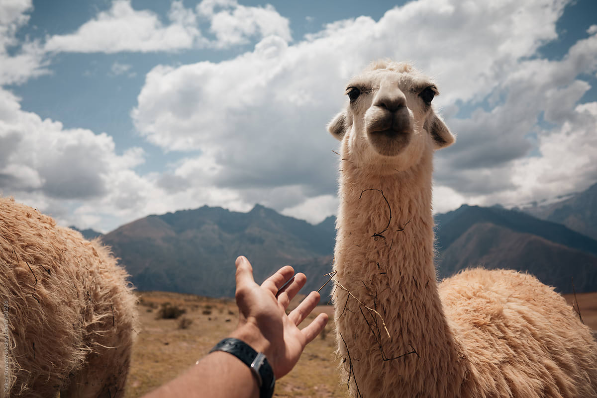 Human and Llama Interaction in the Andes, Peru