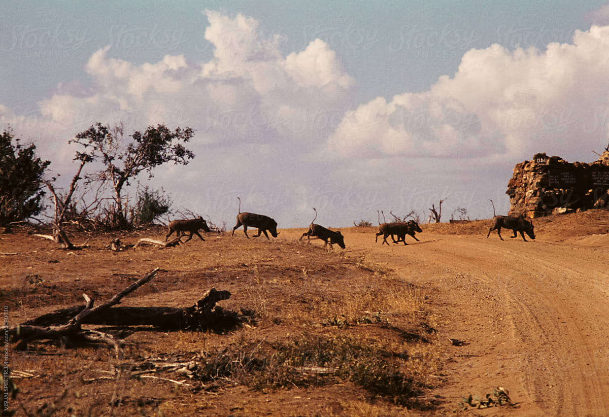 Wild African Pigs Running Across Road