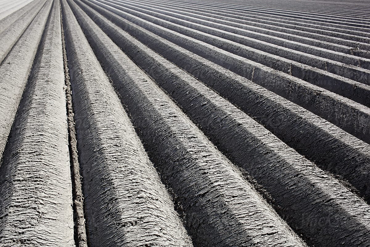 Rows of elevated soil with planted potatoes