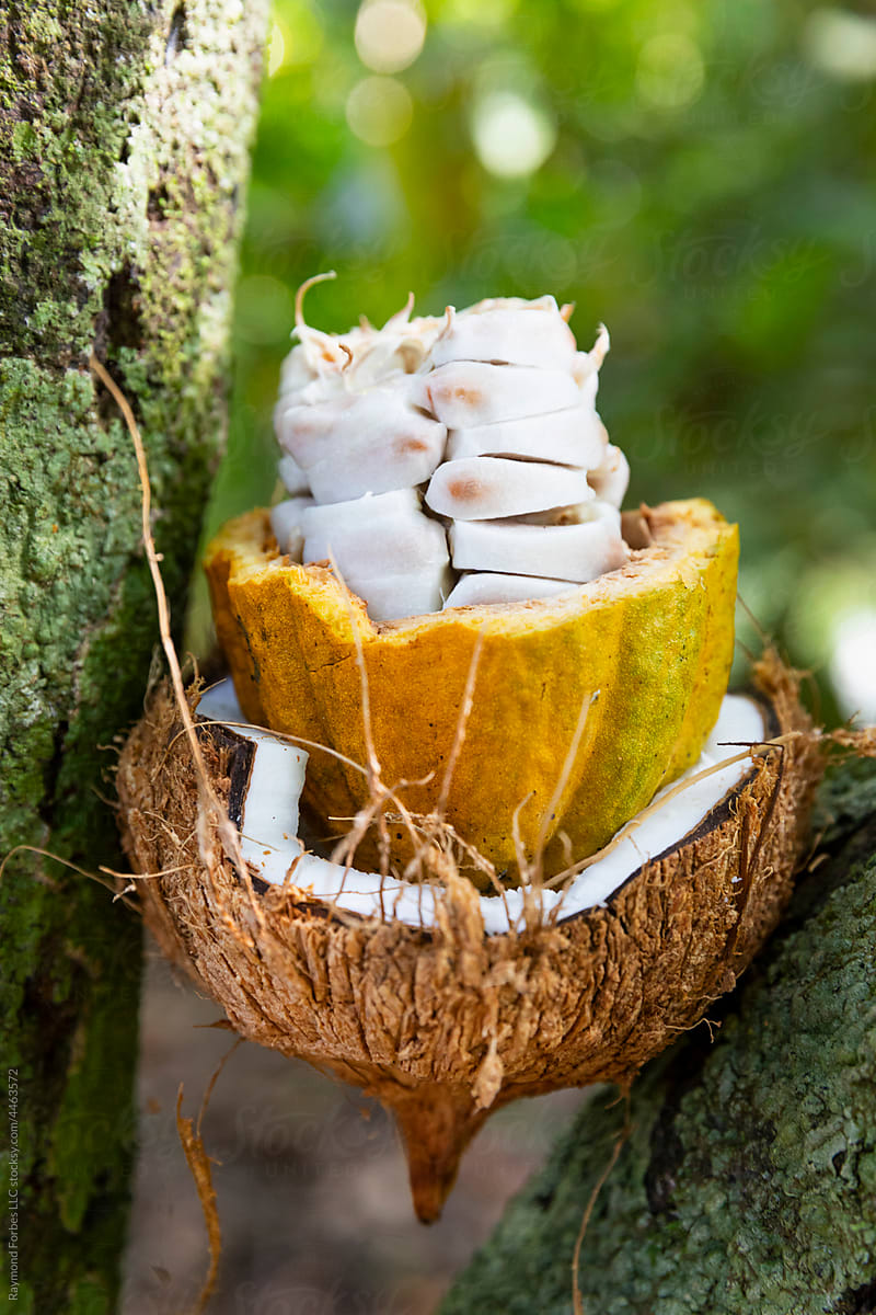 Colorful Cocoa Pod pods in Costa Rica Rainforest