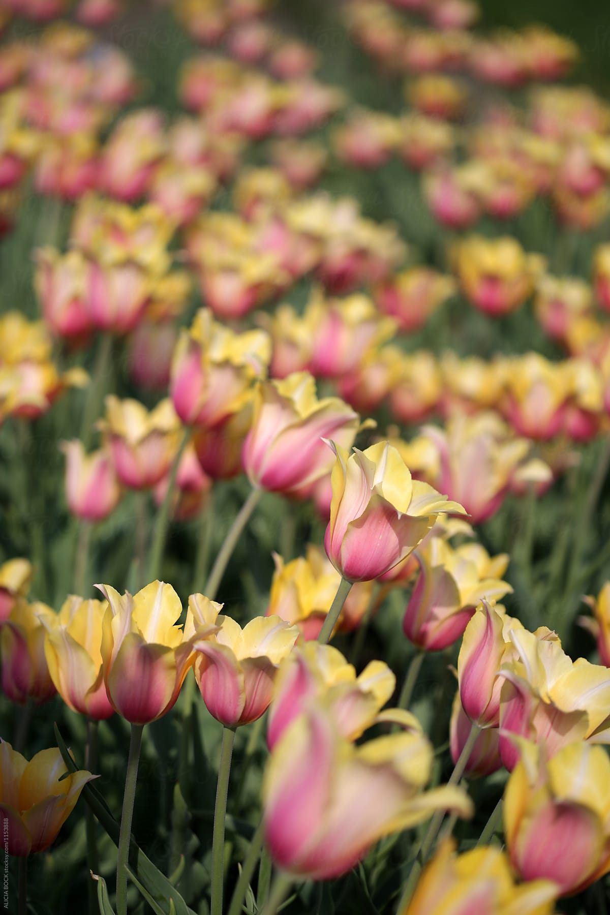 Yellow And Pink Tulips Growing On A Tulip Farm