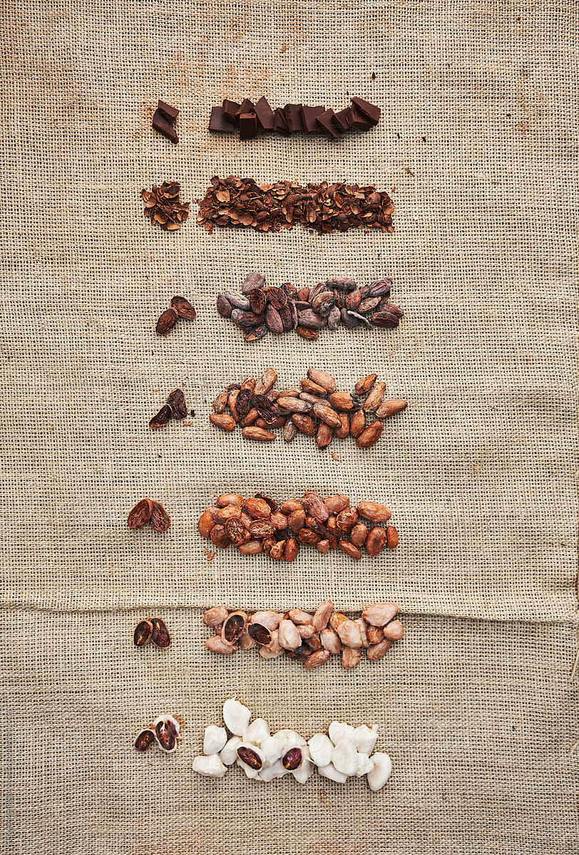 Production loop of cocoa beans