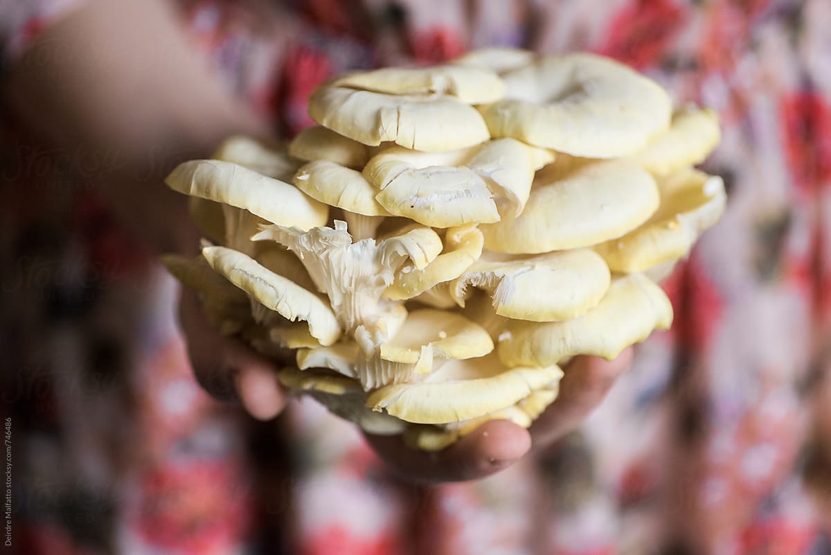 oyster mushrooms against a pink dress