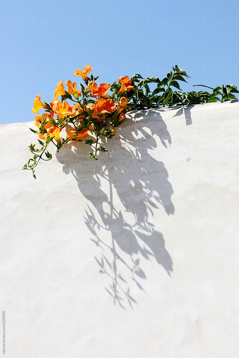 Trumpet vine flowers leaning on a white wall