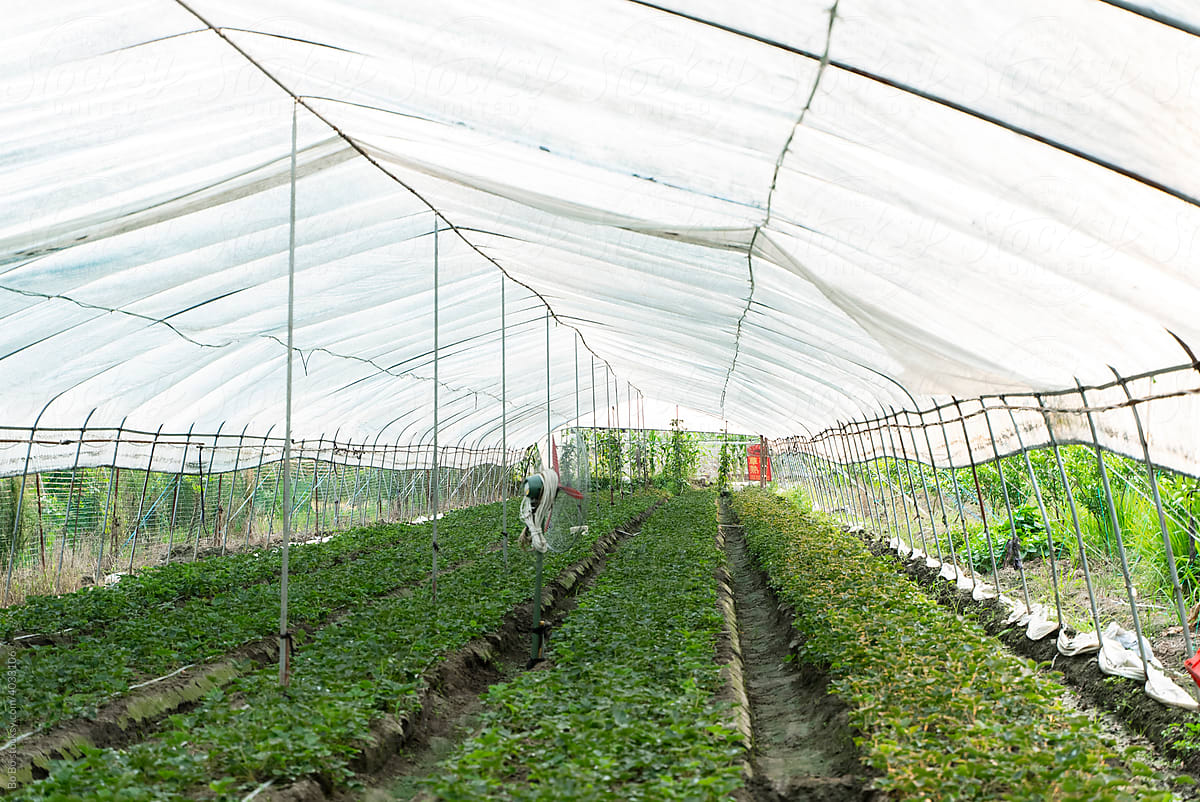 Strawberry greenhouse farm