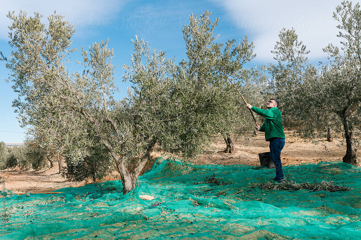 Farmer working in olive garden