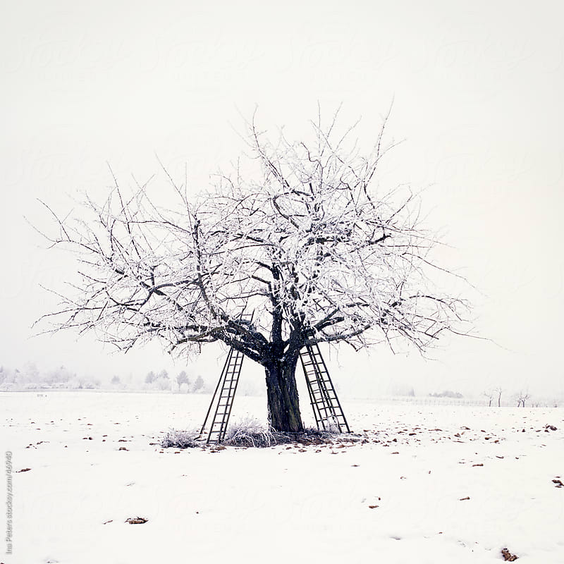 Cherry Tree In Four Seasons - Winter