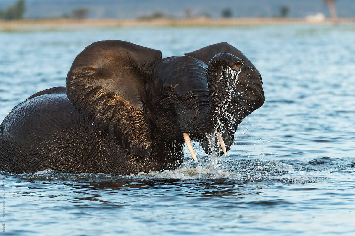 Elephant taking a bath in a river