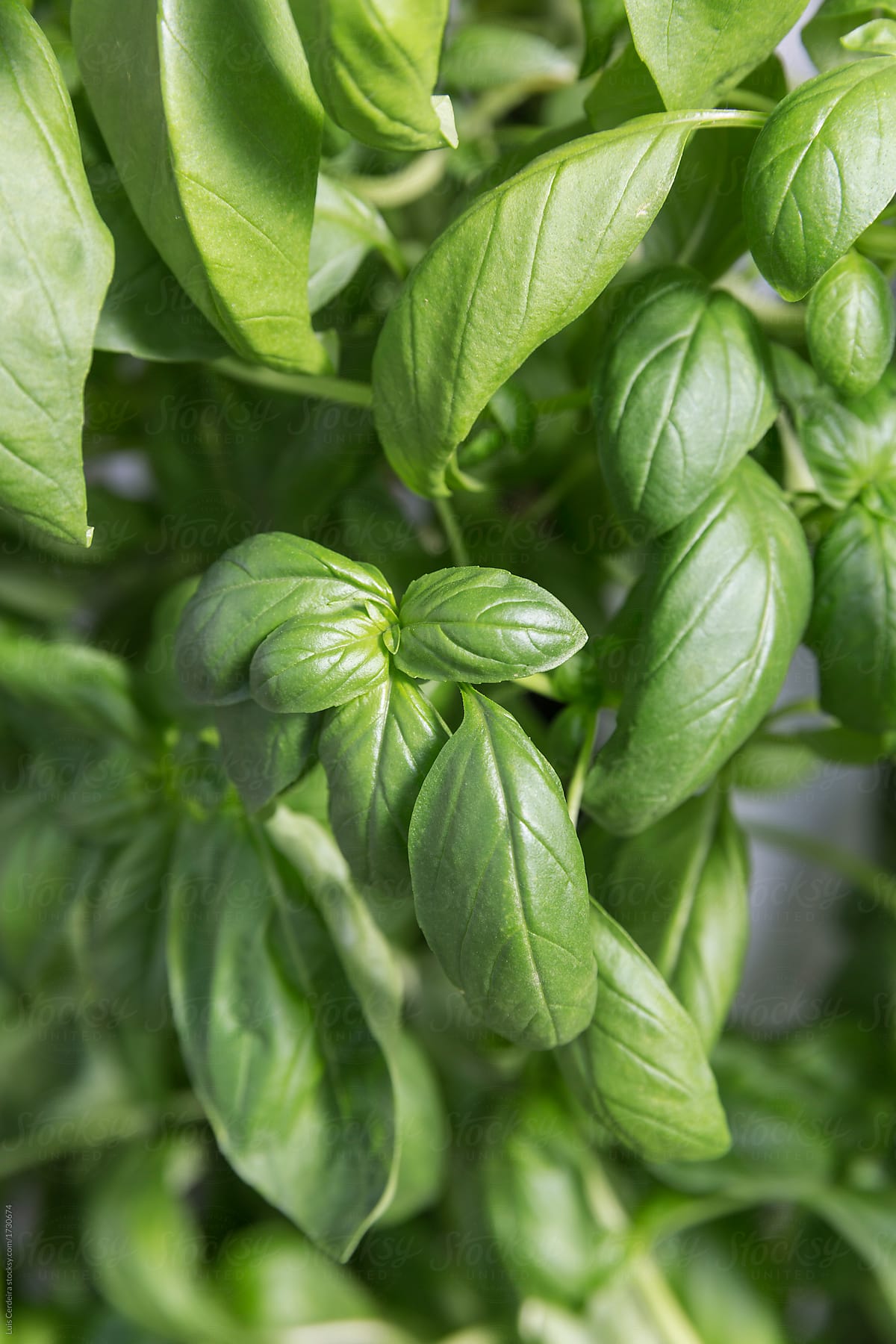 Basil plants growing on an hydroponic tower