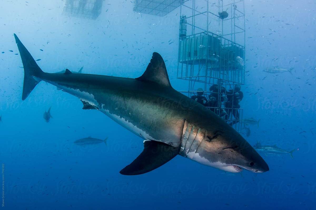 Big Great White Shark and Shark Cage
