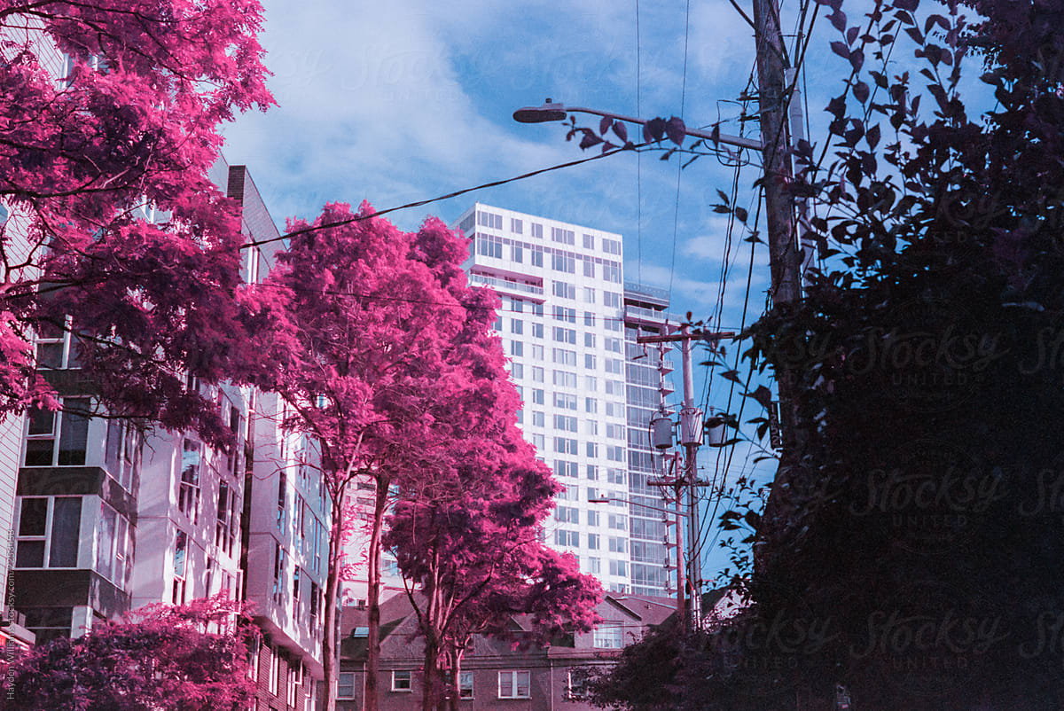 Pink tree in front of large city building