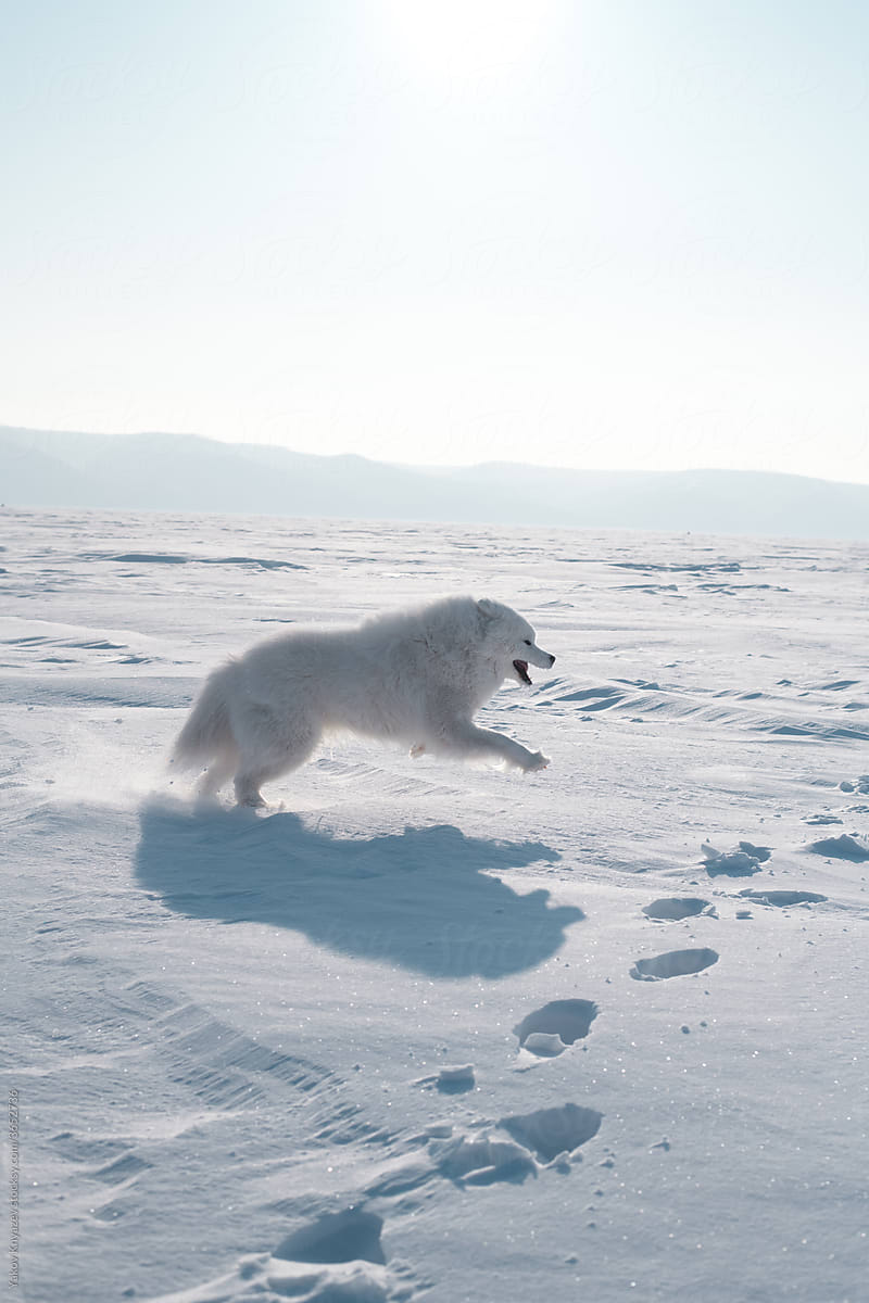 samoyed dog among snow lands in the north